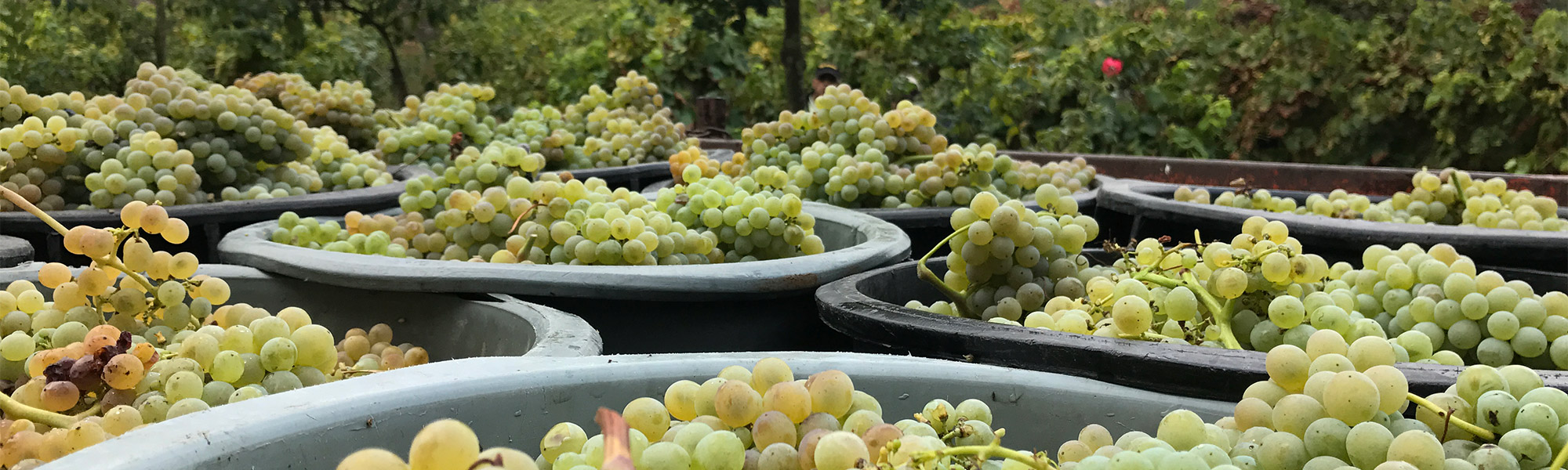 Guapos Uvas